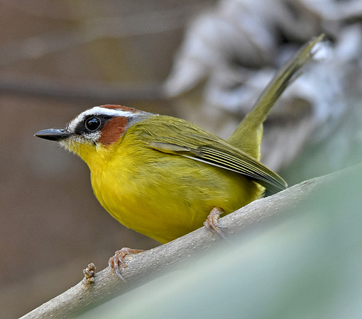 Rufous capped warbler