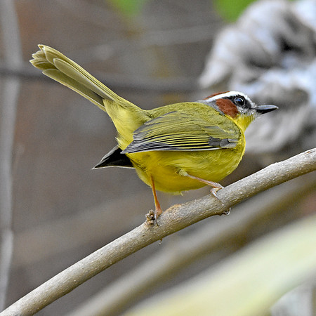 Rufous capped warbler