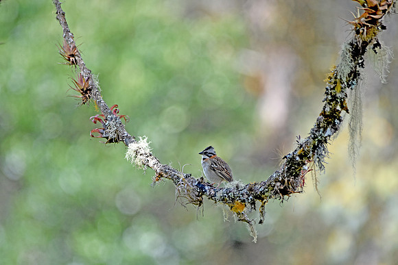 Rufous collared sparrow