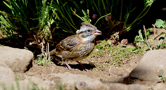 Rufous collared sparrow