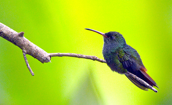 Rufous tailed hummingbird