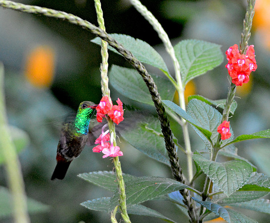 Rufous tailed hummingbird