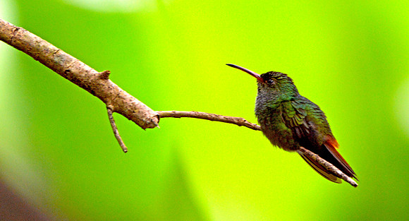 Rufous tailed hummingbird