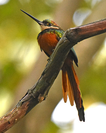 Rufous tailed jacamar