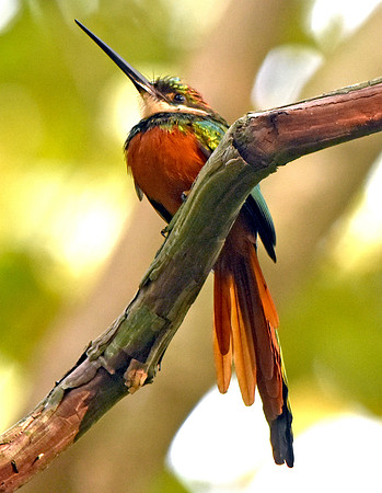 Rufous tailed jacamar