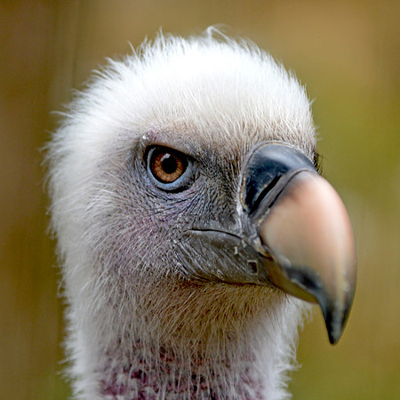 Ruppell's griffon vulture