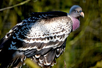 Ruppell's griffon vulture