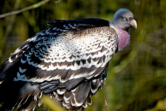 Ruppell's griffon vulture