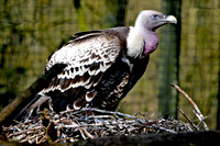 Ruppell's griffon vulture