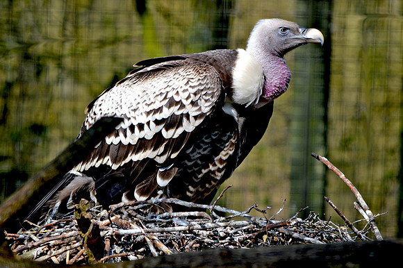 Ruppell's griffon vulture