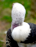 Ruppell's griffon vulture
