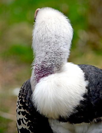 Ruppell's griffon vulture