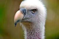Ruppell's griffon vulture