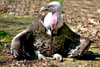Ruppell's griffon vulture