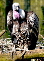 Ruppell's griffon vulture