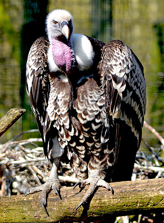 Ruppell's griffon vulture