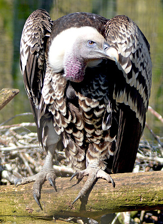 Ruppell's griffon vulture