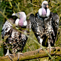 Ruppell's griffon vulture