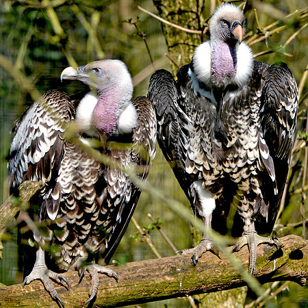 Ruppell's griffon vulture