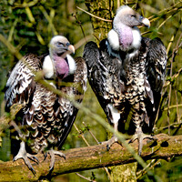 Ruppell's griffon vulture