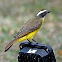 Rusty margined flycatcher