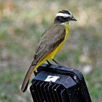 Rusty margined flycatcher