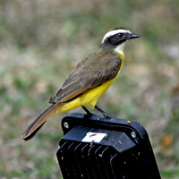 Rusty margined flycatcher