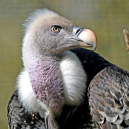 Ruppell's griffon vulture
