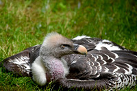 Ruppell's griffon vulture