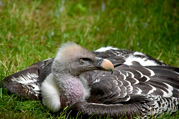 Ruppell's griffon vulture