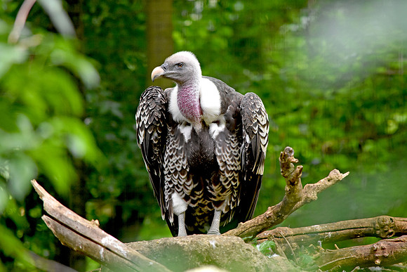 Ruppell's griffon vulture