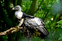 Ruppell's griffon vulture
