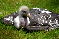 Ruppell's griffon vulture