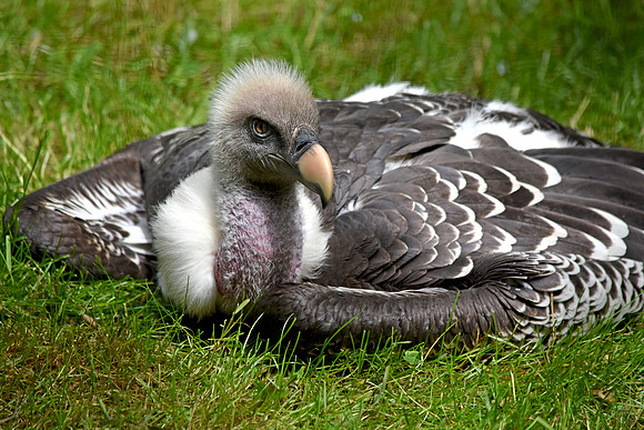 Ruppell's griffon vulture