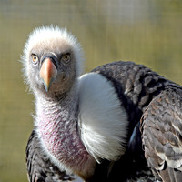 Ruppell's griffon vulture
