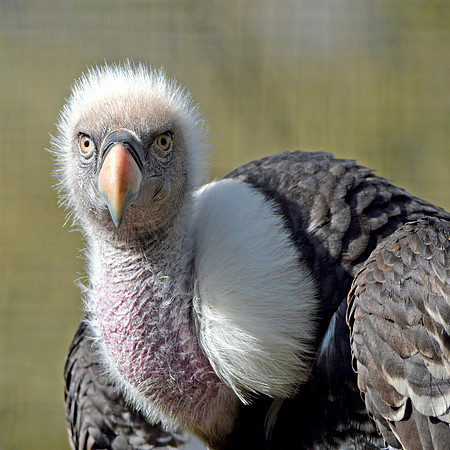 Ruppell's griffon vulture