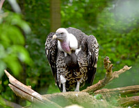 Ruppell's griffon vulture