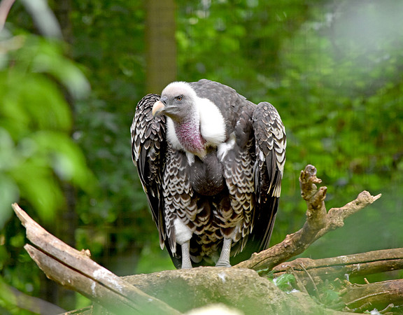 Ruppell's griffon vulture