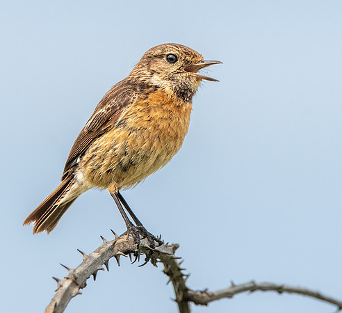 Stonechat, female