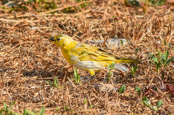 Grassland yellow finch