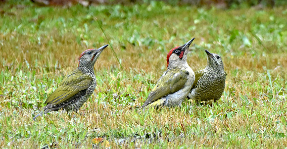 Green Woodpeckers with chick