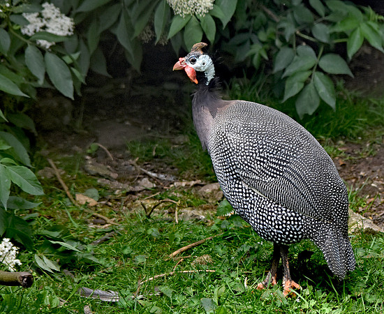 Helmeted guinea fowl