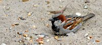House sparrow