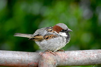House sparrow