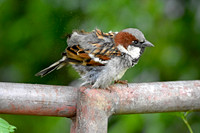 House sparrow