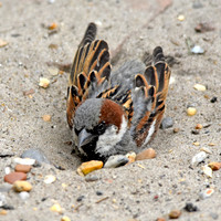 House sparrow