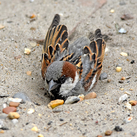 House sparrow