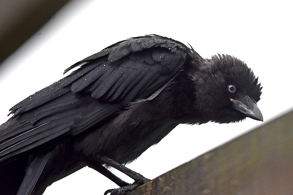 jackdaw juvenile