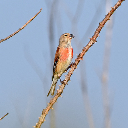 Linnet, male