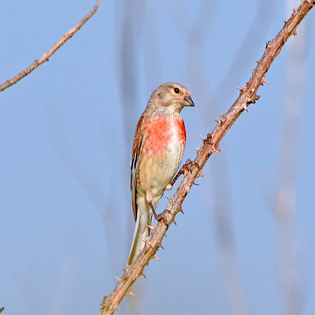 Linnet, male